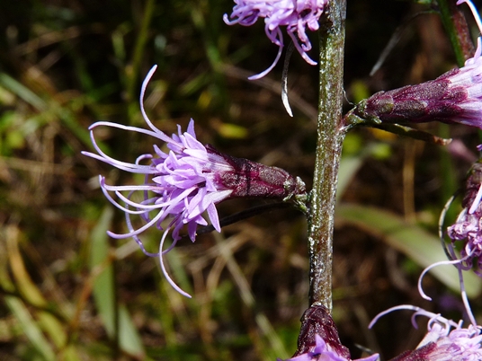 {Liatris elegantula}